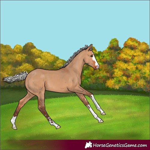 Horse Color:Silver Bay Dun 
