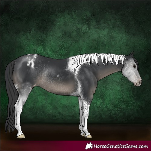 Horse Color:Black Tobiano Appaloosa Rabicano 