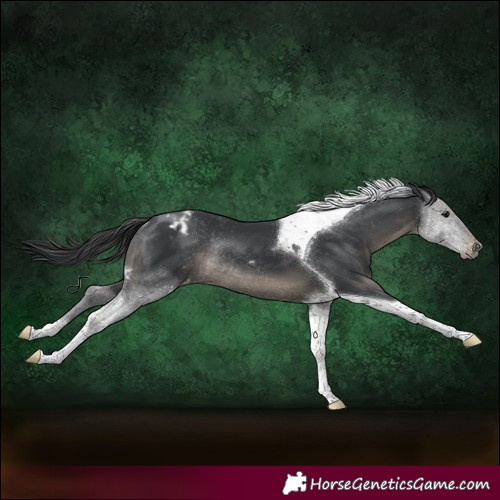 Horse Color:Black Tobiano Appaloosa Rabicano 