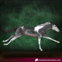 Horse Color:Black Tobiano Appaloosa Rabicano 