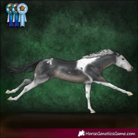 Horse Color:Black Tobiano Varnish Rabicano 