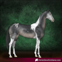 Horse Color:Black Tobiano Appaloosa Rabicano 