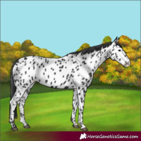 Horse Color:Black Appaloosa 