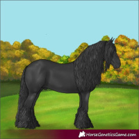 Horse Color:Black 