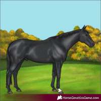 Horse Color:Black 
