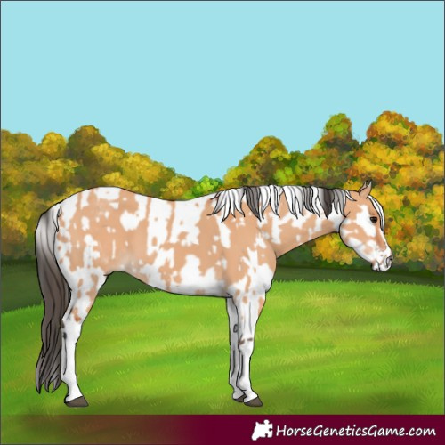 Horse Color:White Spotted Bay Dun Rabicano  and Gray White Spotted Bay Dun Rabicano 