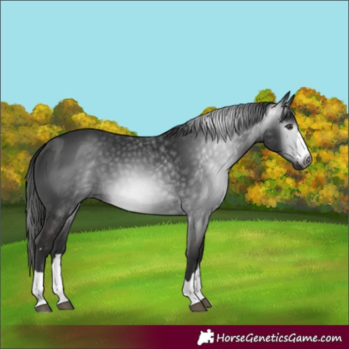 Horse Color:Gray Liver Chestnut
