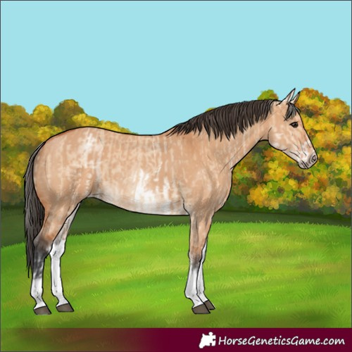 Horse Color:White Spotted Bay Dun Rabicano  and White Spotted Bay Dun Rabicano 