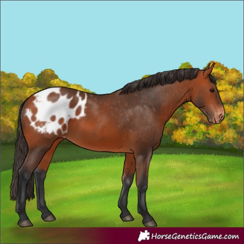 Horse Color:Bay Appaloosa