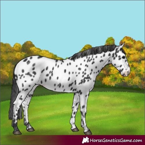 Horse Color:Black Appaloosa 