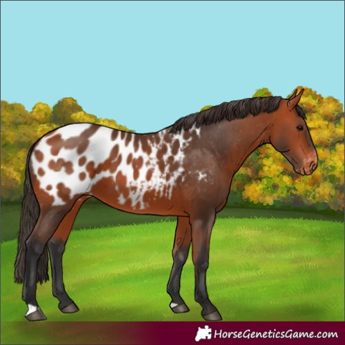 Horse Color:Bay Appaloosa