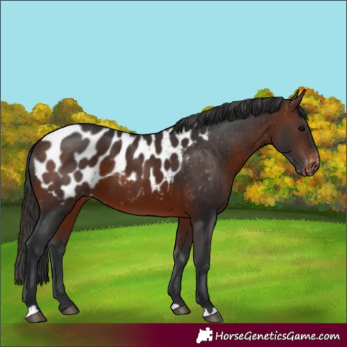 Horse Color:Brown Appaloosa 