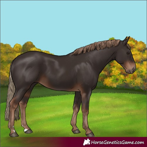 Horse Color:Liver Chestnut Rabicano