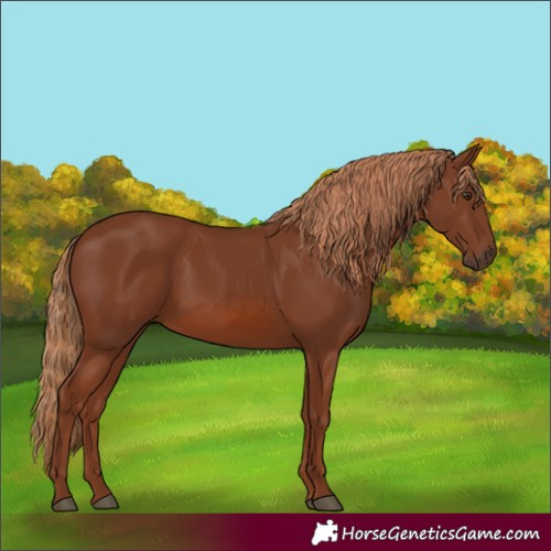 Horse Color:Chestnut 