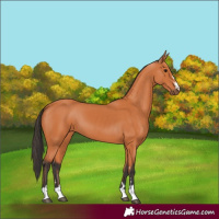 Horse Color:Bay 