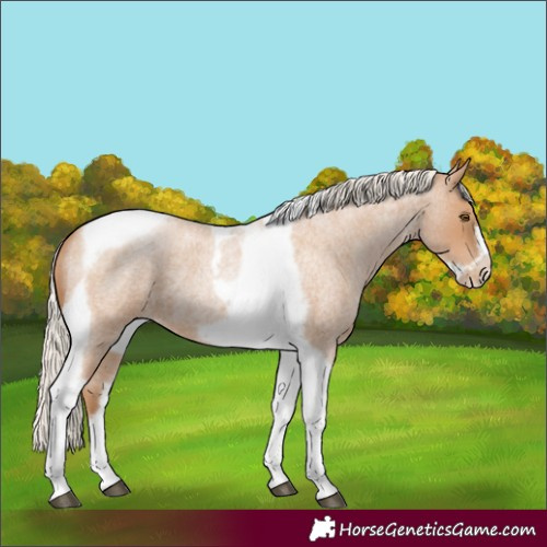 Horse Color:Silver Blue Roan Pearl Tobiano Frame 