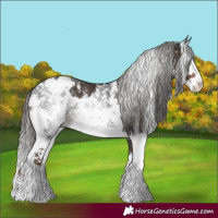 Horse Color:Liver Chestnut Sabino Splash Appaloosa  and Gray Liver Chestnut Sabino Splash Appaloosa 