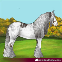 Horse Color:Liver Chestnut Sabino Splash Blanket and Gray Liver Chestnut Sabino Splash Blanket