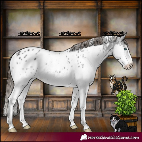 Horse Color:White Spotted Black Splash Appaloosa 