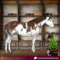 Horse Color:Liver Chestnut Sabino Splash 