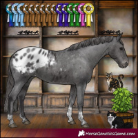 Horse Color:Smoky Black Tobiano Appaloosa Rabicano