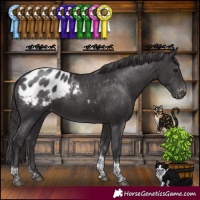 Horse Color:Smoky Black Tobiano Appaloosa Rabicano 