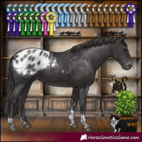 Horse Color:Smoky Black Tobiano Blanket Rabicano