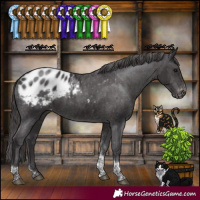 Horse Color:Smoky Black Tobiano Appaloosa Rabicano 