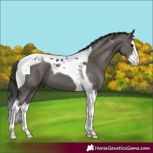 Horse Color:Grullo Sabino Splash Tobiano 