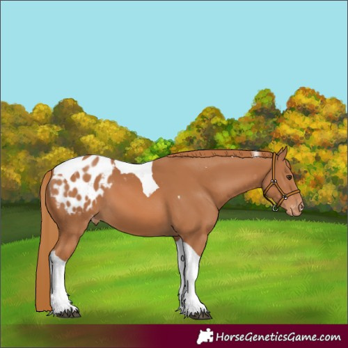 Horse Color:Chestnut Tobiano Appaloosa 