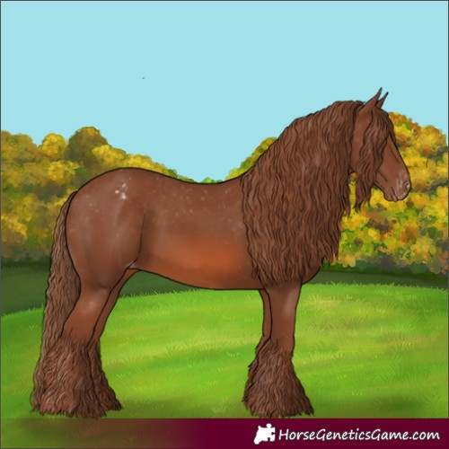 Horse Color:Chestnut Appaloosa 