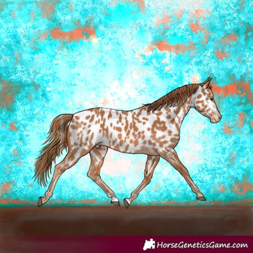 Horse Color:Chestnut Appaloosa 