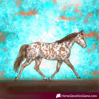 Horse Color:Chestnut Appaloosa 
