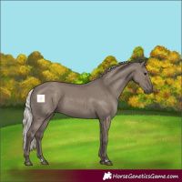 Horse Color:Silver Grullo 