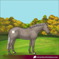 Horse Color:Silver Grullo