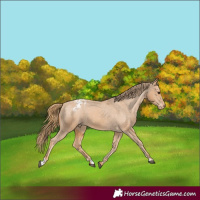 Horse Color:Chestnut Appaloosa