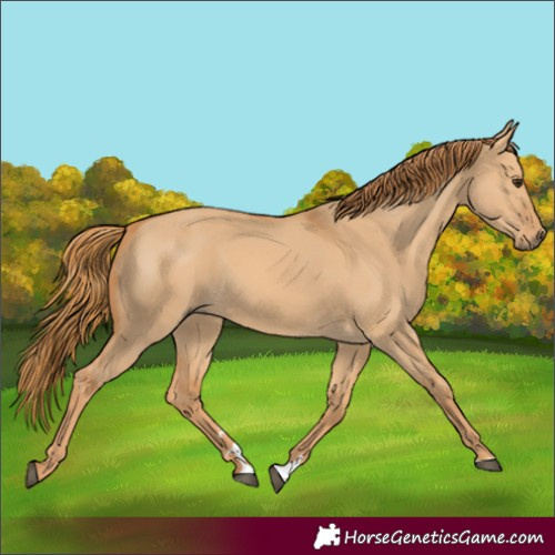 Horse Color:Red Dun 