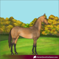 Horse Color:Buckskin 