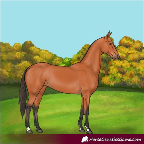Horse Color:Bay 