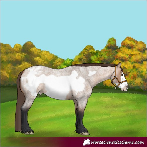 Horse Color:Bay Roan Dun Frame Appaloosa 