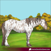 Horse Color:Sable Cream Champagne Roan Pearl Appaloosa Rabicano and Sable Champagne Roan Appaloosa