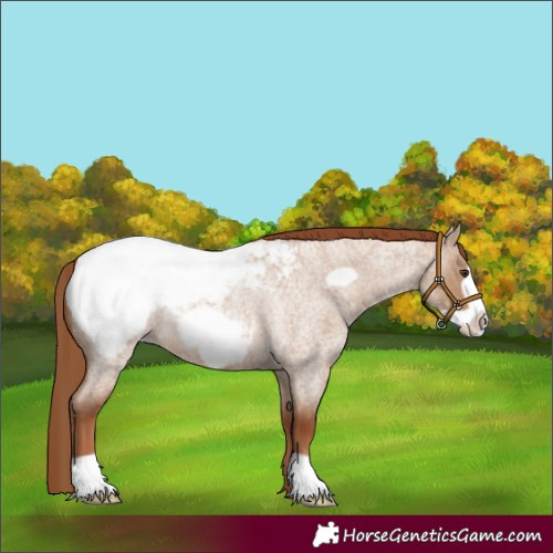 Horse Color:Red Dun Roan Frame Appaloosa