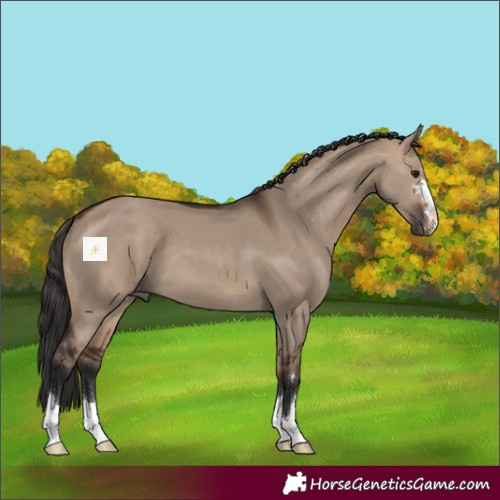 Horse Color:Brown Dun 