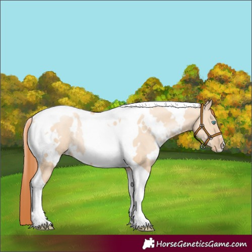 Horse Color:White Spotted Amber Champagne Pearl Dun Tobiano Rabicano