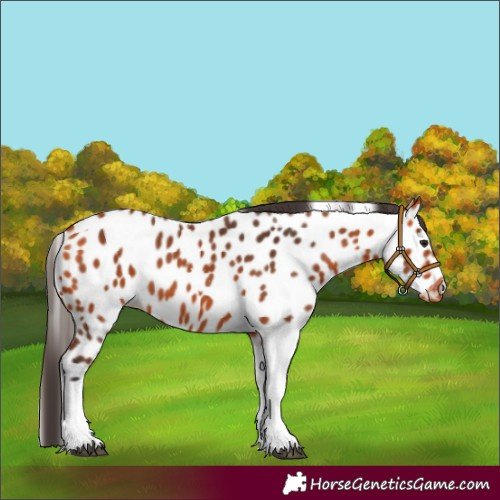 Horse Color:Bay Tobiano Leopard