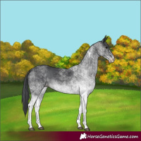 Horse Color:White Spotted Black