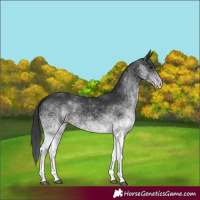 Horse Color:White Spotted Black
