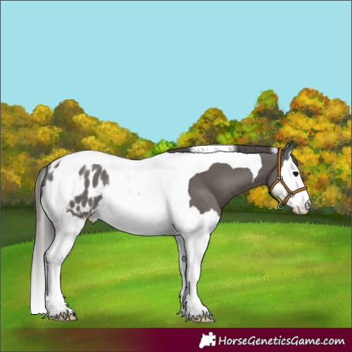 Horse Color:Grullo Splash Tobiano Appaloosa Rabicano