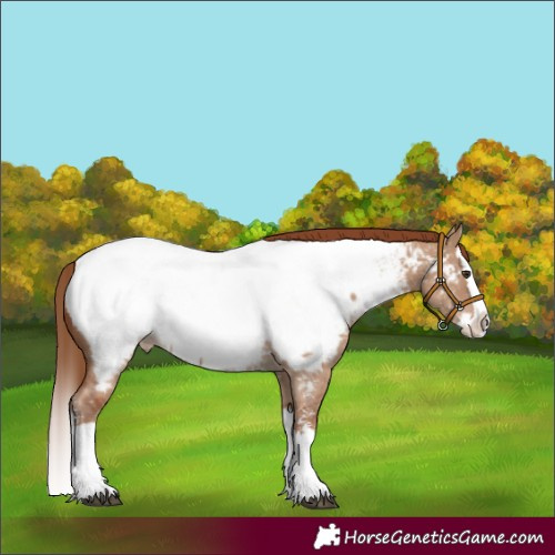 Horse Color:Red Dun Sabino Splash Appaloosa 