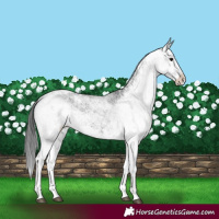 Horse Color:White Spotted Black 
